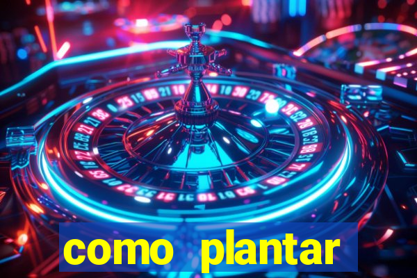 como plantar gergelim no vaso